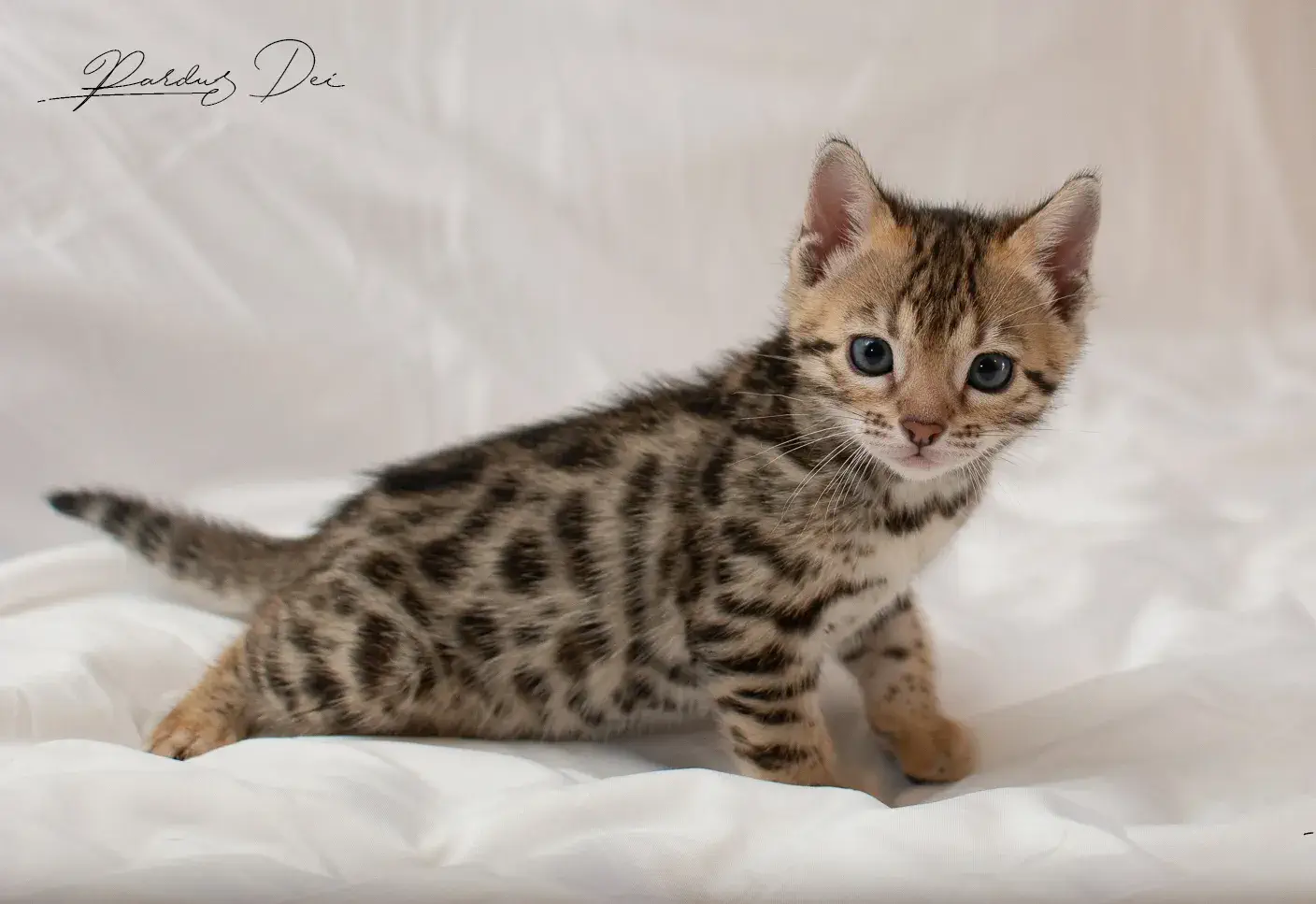 chaton bengal